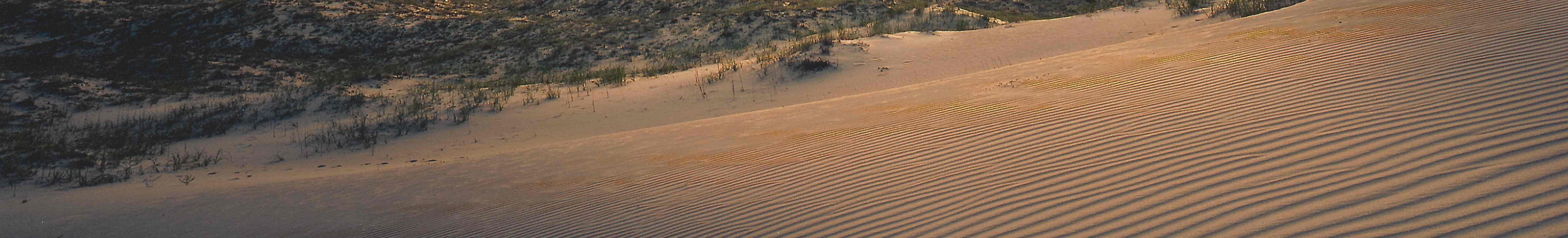 Rippled Sand Dune Rippled Sand Dune