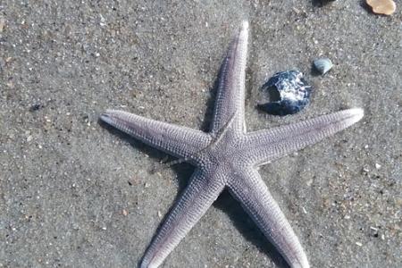 Starfish on Carova Beach Starfish on Carova Beach