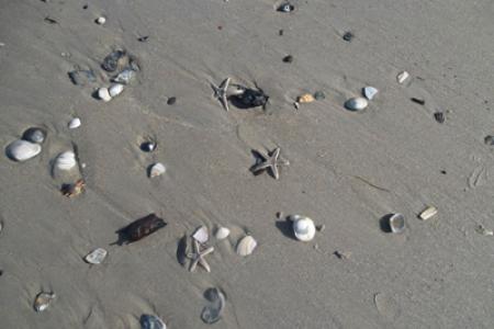 Shellfish on Carova Beach Shellfish on Carova Beach