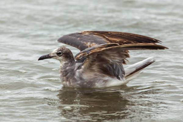 Laughing Gull - photo by Nick Athanas, Flickr