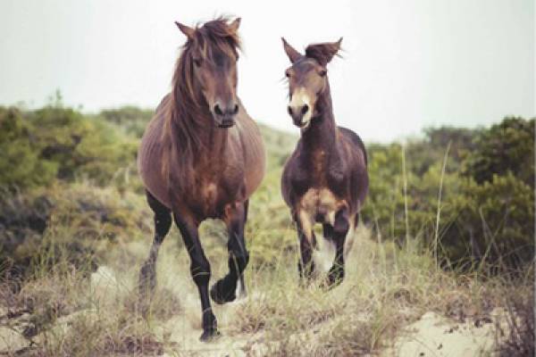 Wild Horses
