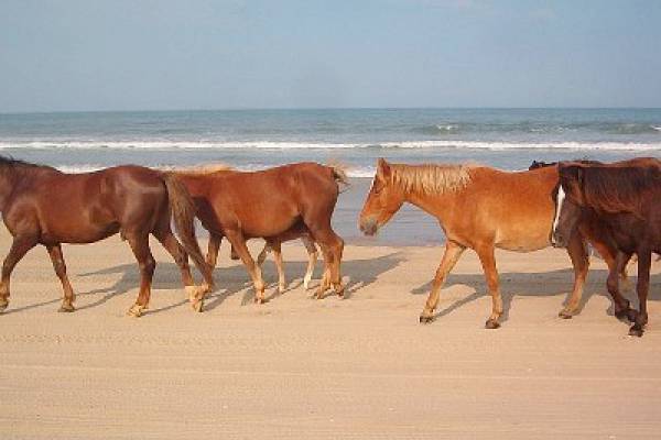 Corolla Wild Horses