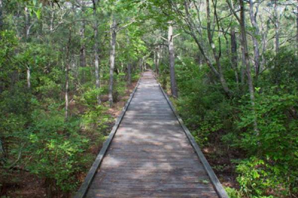 Currituck Banks Coastal Estuarine Reserve