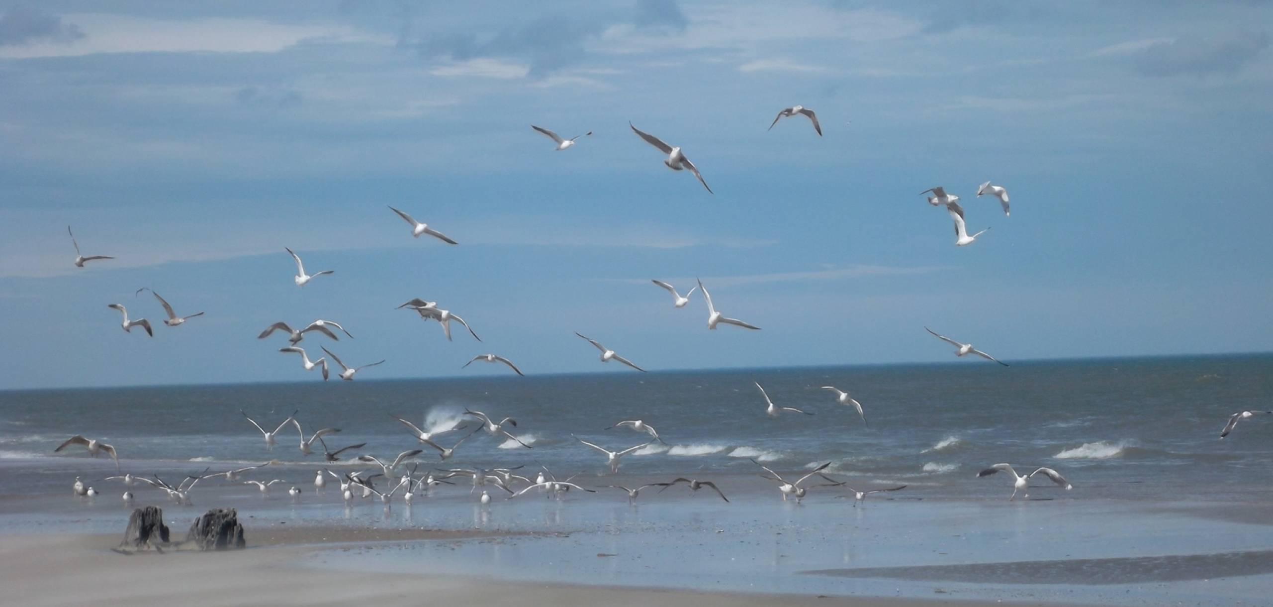 Birds on Carova Beach