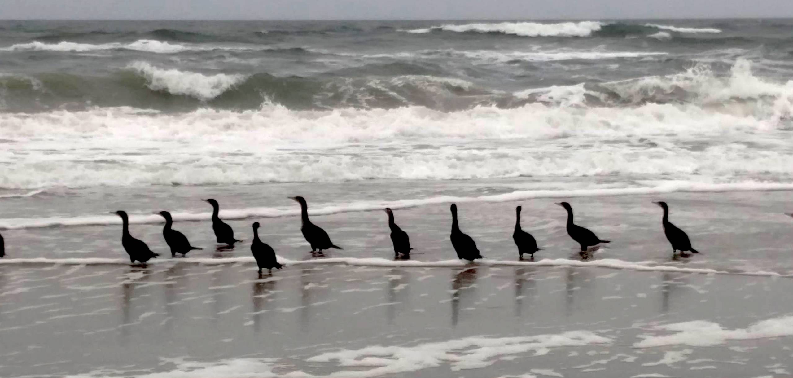 Cormorants Carova Beach
