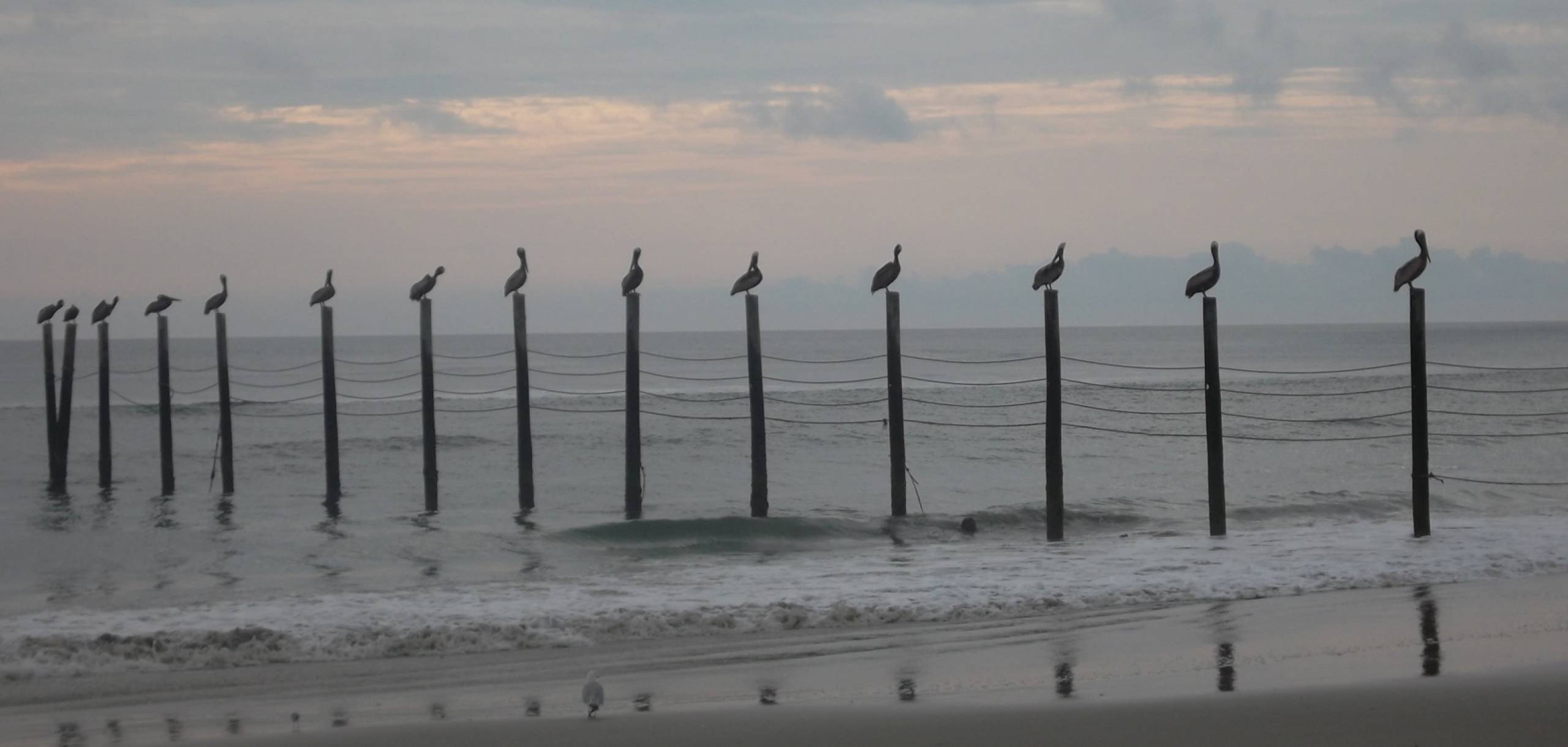 Pelicans