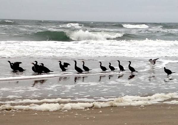 Cormorants Cormorants