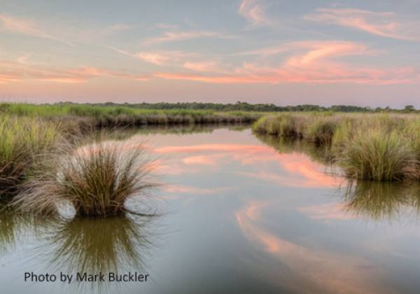 Pine Island Audubon Sanctuary - photo by Mark Buckler Pine Island Audubon Sanctuary - photo by Mark Buckler