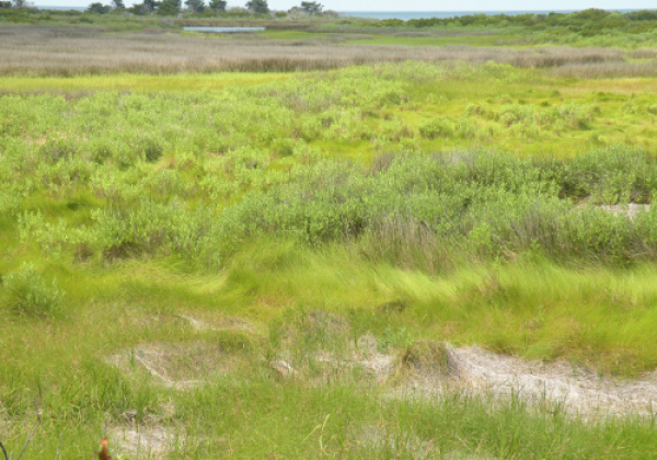 Brackish Marsh - photo by Bob Glennon, US Fish & Wildlife Service Brackish Marsh - photo by Bob Glennon, US Fish & Wildlife Service