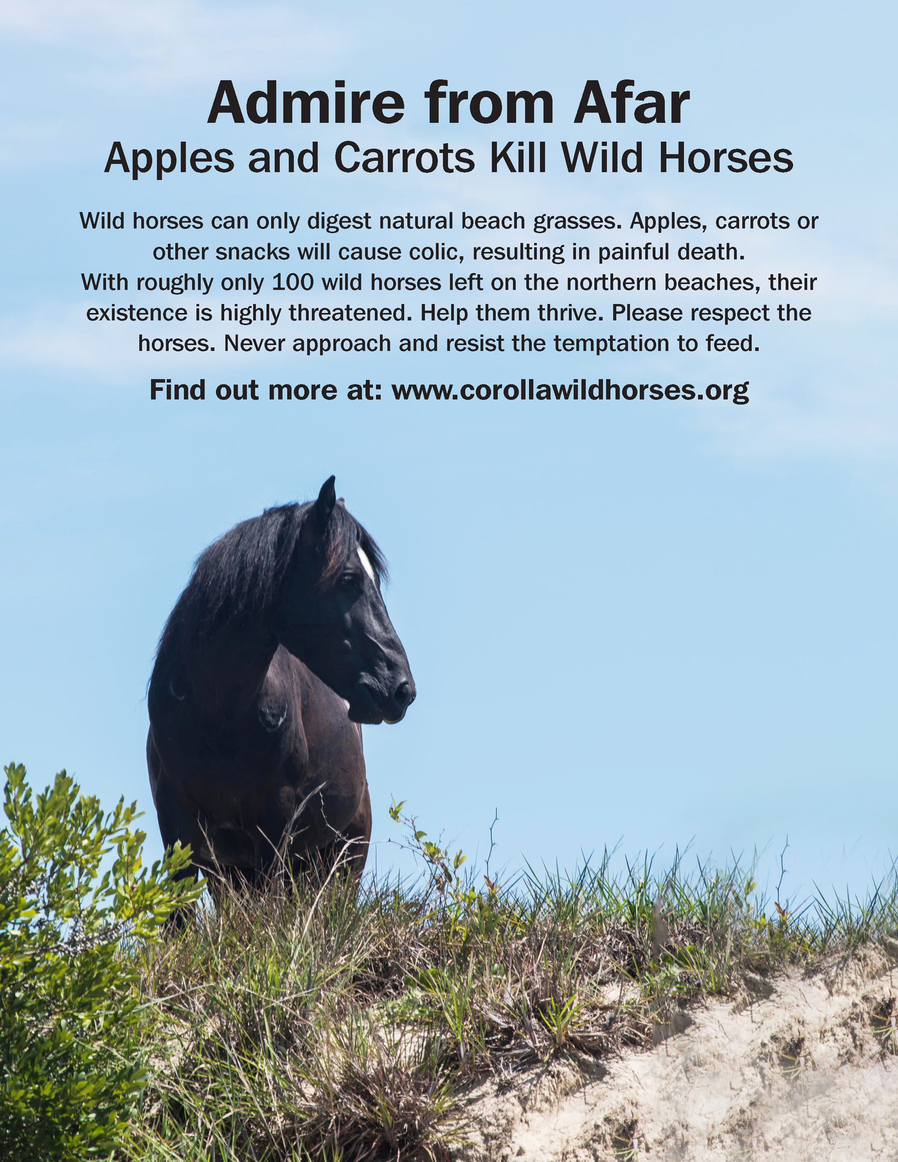 Admire Wild Horses from afar Admire Wild Horses from afar