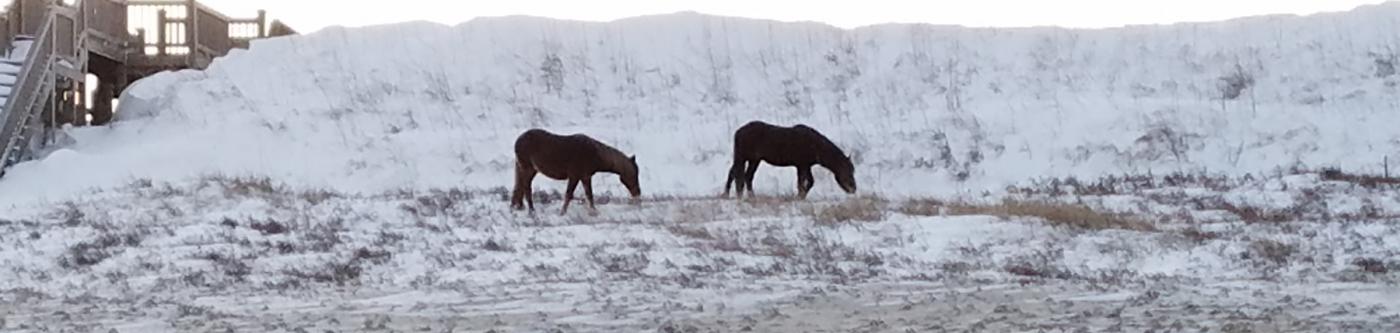 Corolla Wild Horses on snowy dunes