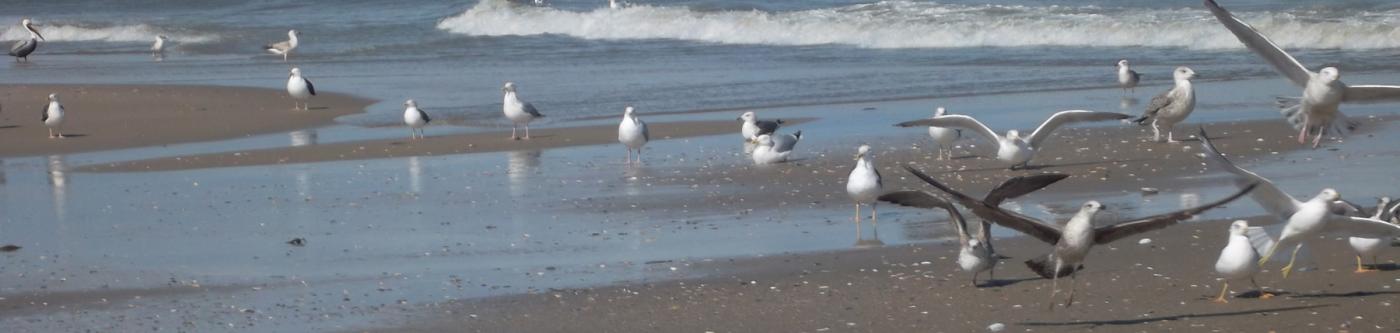 Gulls and Pelican on Carova Beach